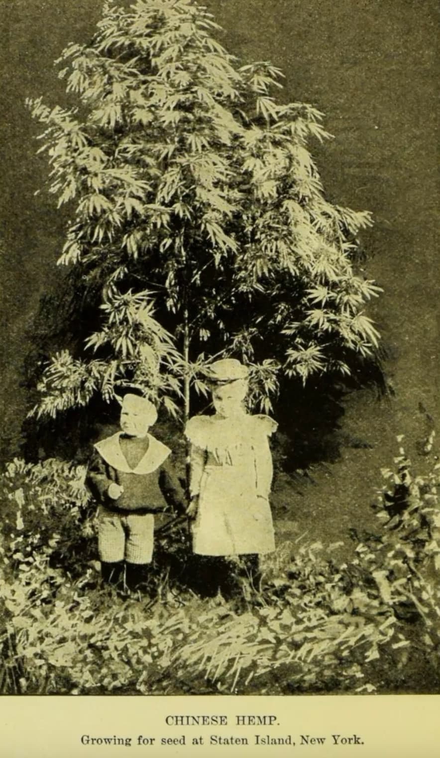 cannabis 1900 - Chinese Hemp. Growing for seed at Staten Island, New York.